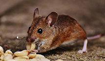 24 Hour & Emergency Exterminators in Rock Cave, WV